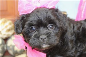 Angelica - puppy for sale