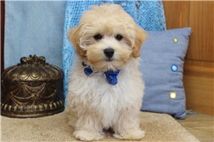 Nathaniel - Malti Poo - Maltipoo for sale