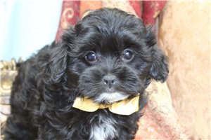 Auburn - Malti Poo - Maltipoo for sale
