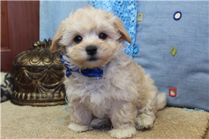 Avery - Malti Poo - Maltipoo for sale