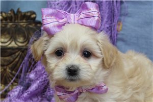 Anika - puppy for sale