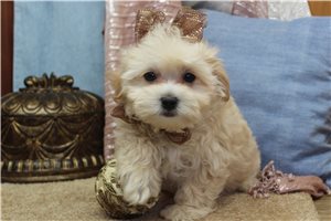 Anika - Malti Poo - Maltipoo for sale