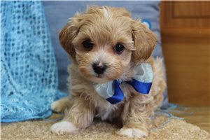 Nico - Malti Poo - Maltipoo for sale