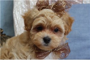 Neely - Malti Poo - Maltipoo for sale