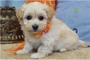 Nathaniel - puppy for sale