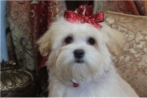 Anika - Malti Poo - Maltipoo for sale