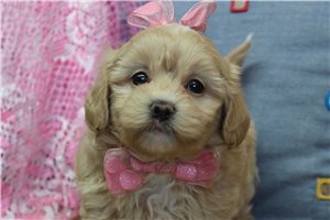 Angie - puppy for sale