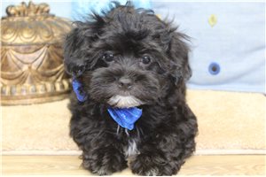 Auburn - Malti Poo - Maltipoo for sale
