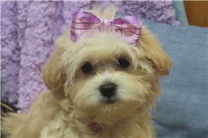 Anika - Malti Poo - Maltipoo for sale