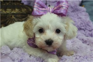 Layla - Maltipoo for sale