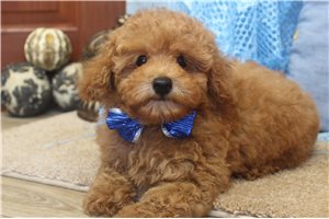 Donovan - Poodle, Toy for sale