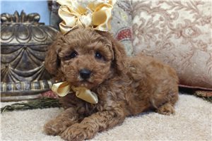 Doris - Poodle, Toy for sale