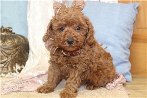 Dina - Poodle, Toy for sale