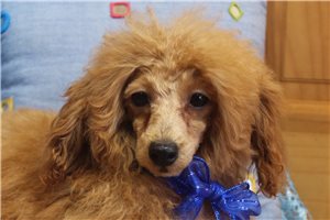 Donovan - Toy Poodle for sale