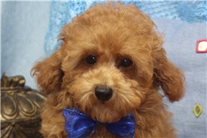 Donovan - Poodle, Toy for sale