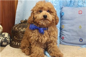 Donovan - Toy Poodle for sale