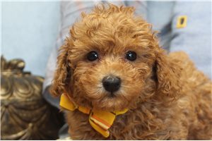 Donovan - Poodle, Toy for sale