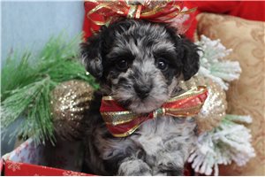 Tinsel - Poodle, Toy for sale