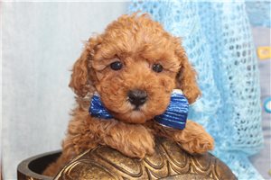 Donovan - Poodle, Toy for sale