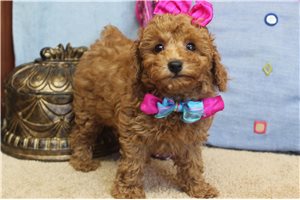Doris - Poodle, Toy for sale