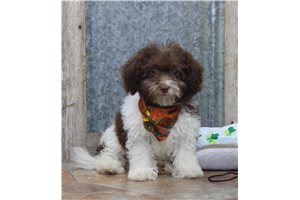 Leo - Shih-Poo - Shihpoo for sale