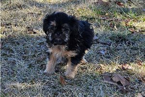 S642 - puppy for sale