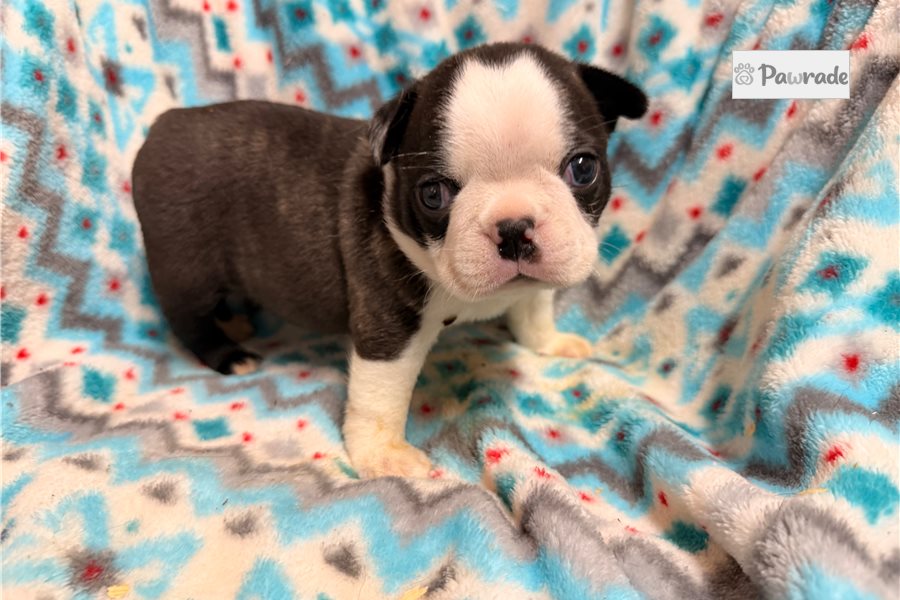 Toshi - Boston Terrier for sale