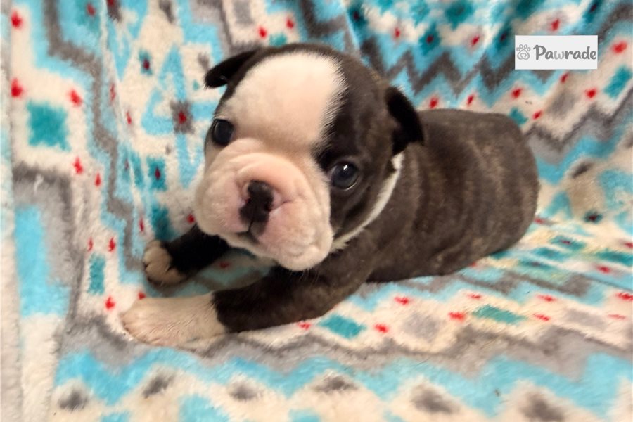 Tila - Boston Terrier for sale