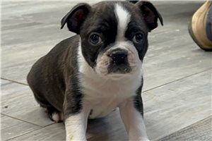 Mercury - Boston Terrier for sale