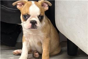 Fitz - Boston Terrier for sale
