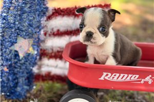 Pascal - puppy for sale