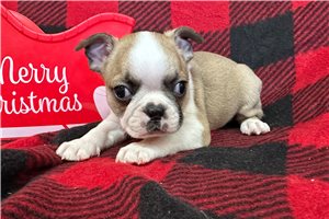 Milo - Boston Terrier for sale