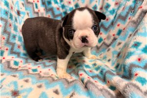 Toshi - Boston Terrier for sale