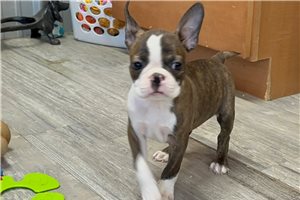 Victor - Boston Terrier for sale