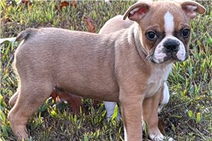 Frankie - Boston Terrier for sale