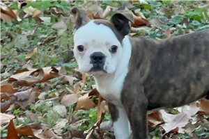 Theodore - Boston Terrier for sale