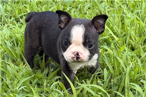 Sterling - Boston Terrier for sale
