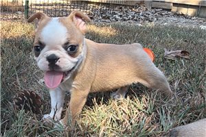 Fitz - Boston Terrier for sale