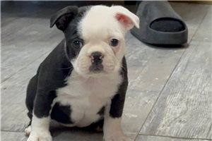 Brexlyn - Boston Terrier for sale