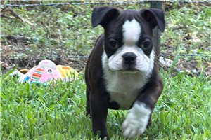 Pheonix - Boston Terrier for sale