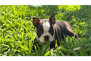 Pheonix - Boston Terrier for sale