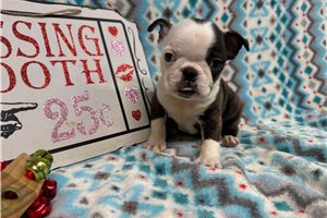 Fern - Boston Terrier for sale