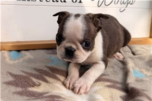 Pascal - Boston Terrier for sale