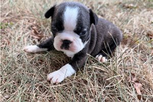 Dahlia - Boston Terrier for sale