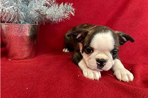 Vermont - Boston Terrier for sale