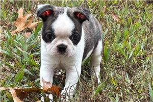 Carrie - Boston Terrier, placed in Springfield