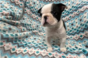 Kingston - Boston Terrier for sale