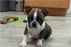 Morgan - Boston Terrier for sale