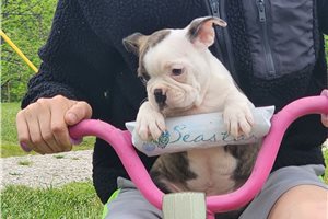 Dakota - Boston Terrier for sale