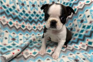 Kinsley - Boston Terrier for sale